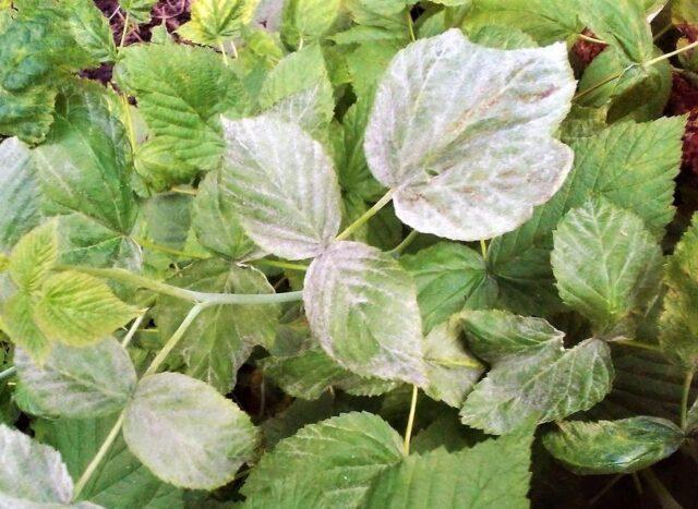 Raspberry Arched: variety description, yield, planting and care, height