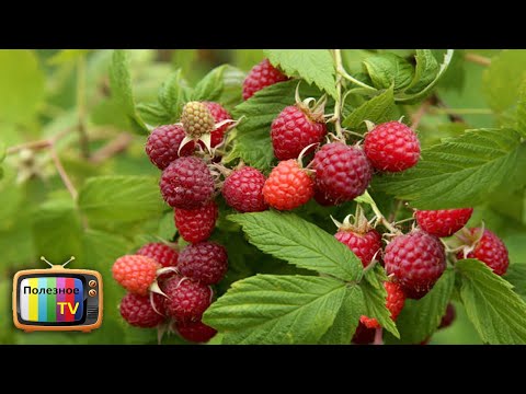 Raspberry Arched: variety description, yield, planting and care, height