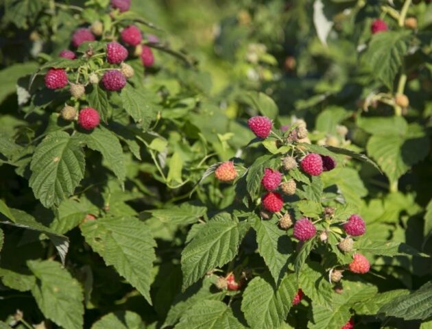 Raspberry Arched: variety description, yield, planting and care, height