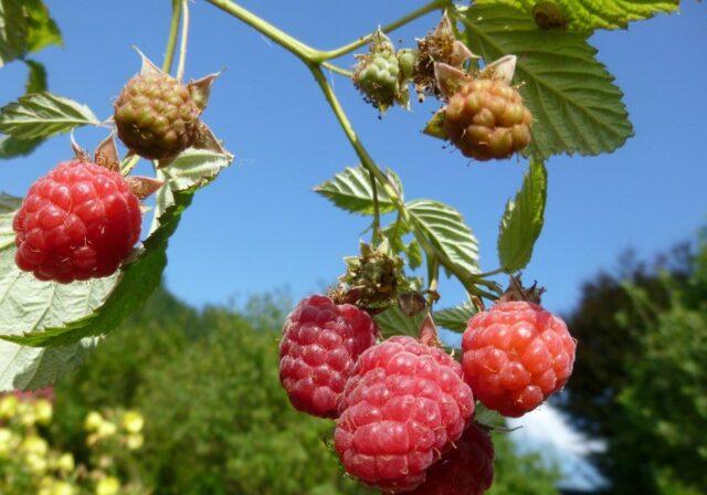 Raspberry Arched: variety description, yield, planting and care, height