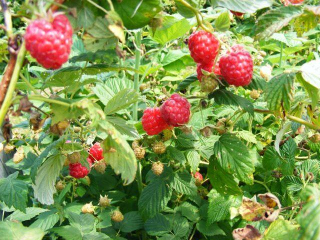 Raspberry Arched: variety description, yield, planting and care, height