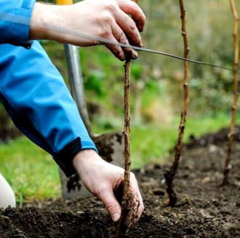 Raspberry Arched: variety description, yield, planting and care, height