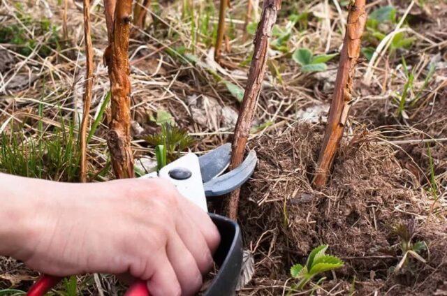 Raspberry Arched: variety description, yield, planting and care, height