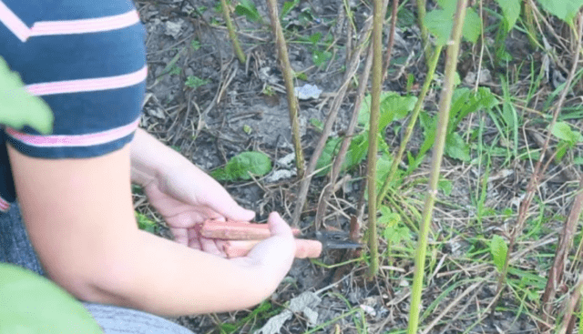 Raspberry Arched: variety description, yield, planting and care, height