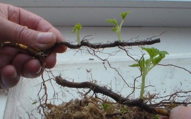 Raspberry Arched: variety description, yield, planting and care, height