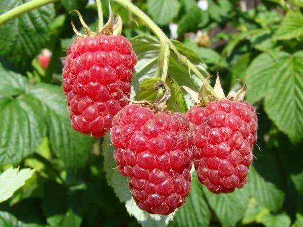 Raspberry Atlant