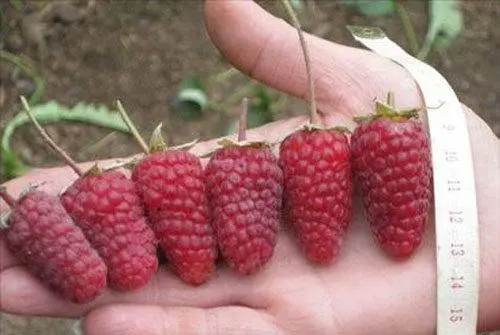 Raspberry Atlant