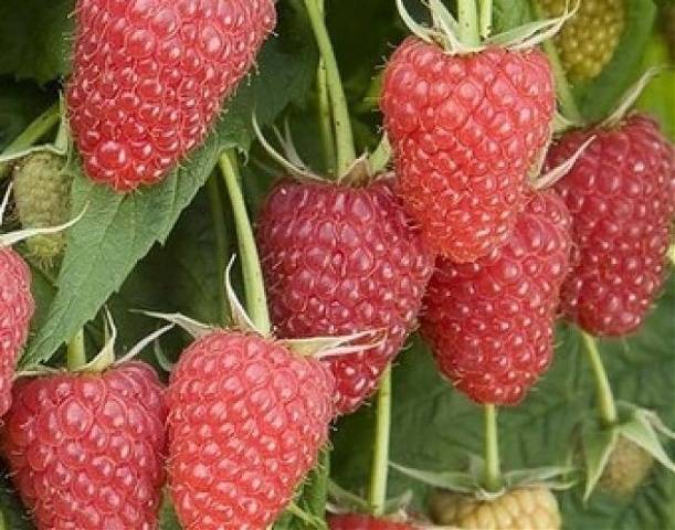 Raspberry Atlant