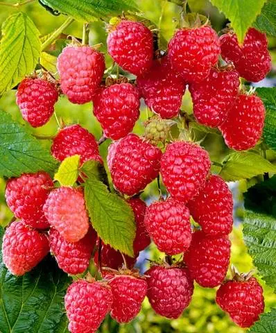 Raspberry August miracle