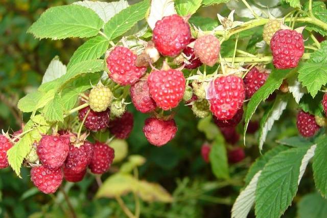 Raspberry August miracle