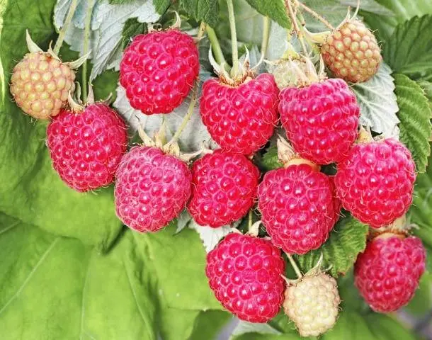 Raspberry August miracle