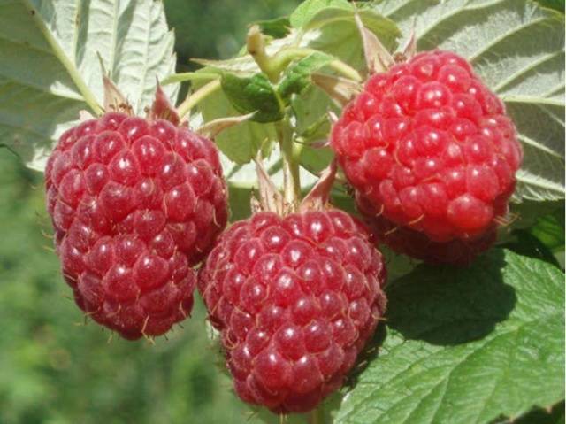 Raspberry Balm