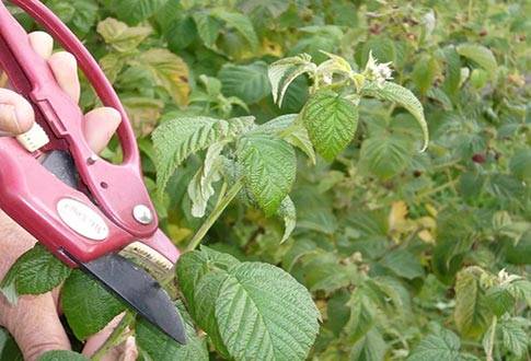 Raspberry Balm