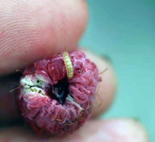 Raspberry beetle: methods of struggle, photos, what to do