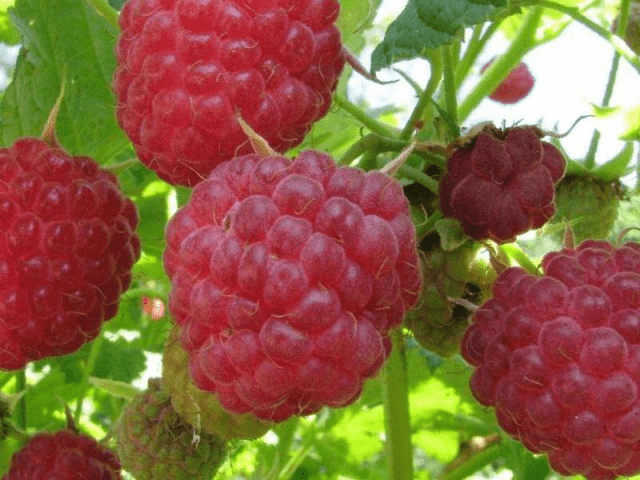 Raspberry Brigantine