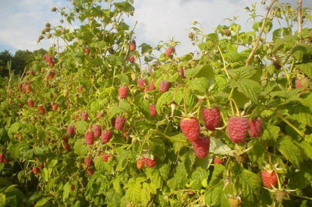 Raspberry brusvyana - variety description with photo