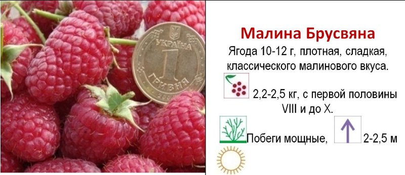 Raspberry brusvyana - variety description with photo