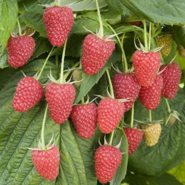 Raspberry brusvyana - variety description with photo