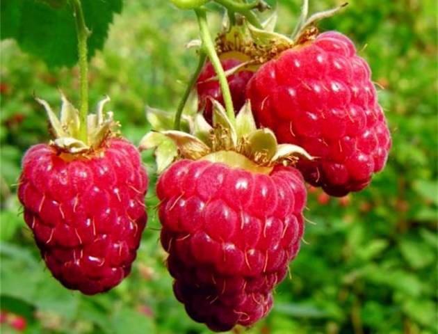 Raspberry Brusvyana: variety description, photos, reviews