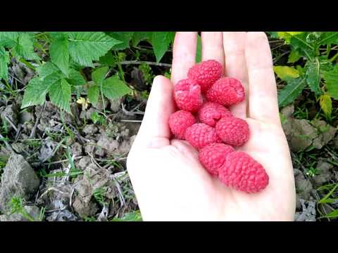 Raspberry Brusvyana: variety description, photos, reviews