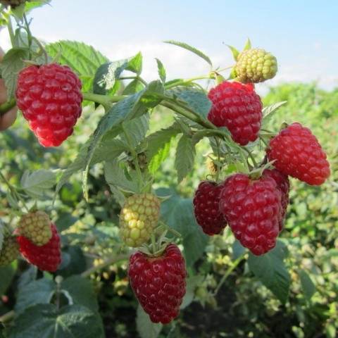 Raspberry Brusvyana: variety description, photos, reviews