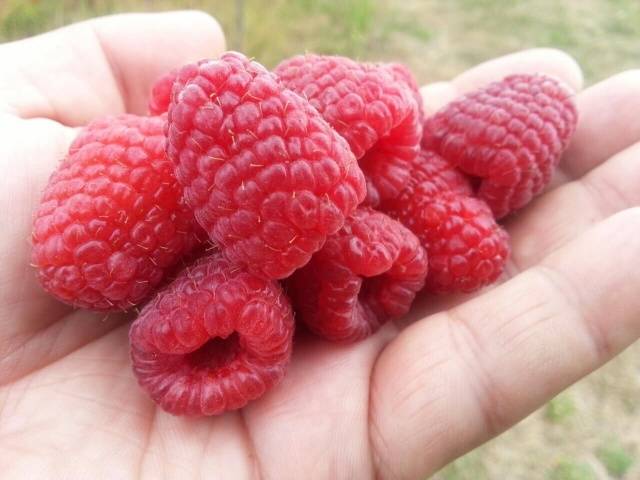 Raspberry Brusvyana: variety description, photos, reviews