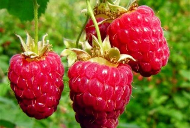 Raspberry Brusvyana: variety description, photos, reviews