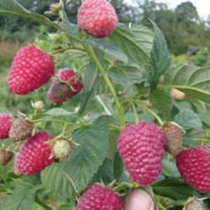 Raspberry brusvyana &#8211; variety description with photo