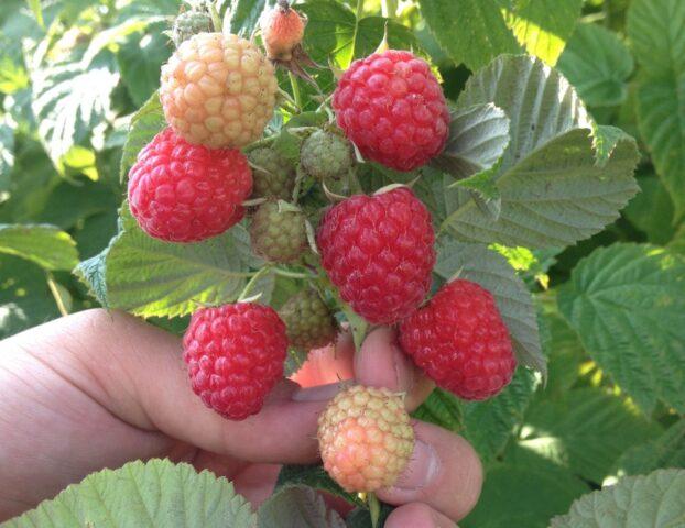 Raspberry Cleopatra: description and characteristics of the variety, photo, video