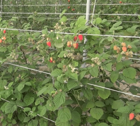 Raspberry Cleopatra: description and characteristics of the variety, photo, video