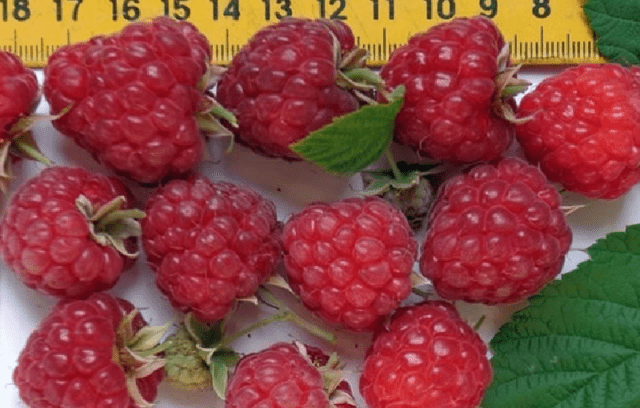 Raspberry Cleopatra: description and characteristics of the variety, photo, video