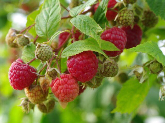 Raspberry Coral: description and characteristics of the variety, planting, care, ripening period