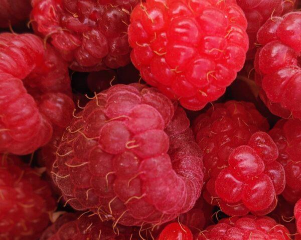 Raspberry Coral: description and characteristics of the variety, planting, care, ripening period