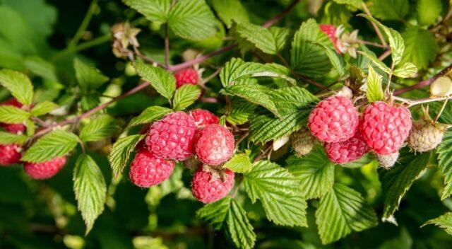 Raspberry Coral: description and characteristics of the variety, planting, care, ripening period