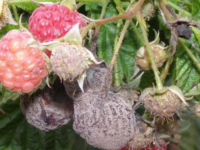 Raspberry Coral: description and characteristics of the variety, planting, care, ripening period