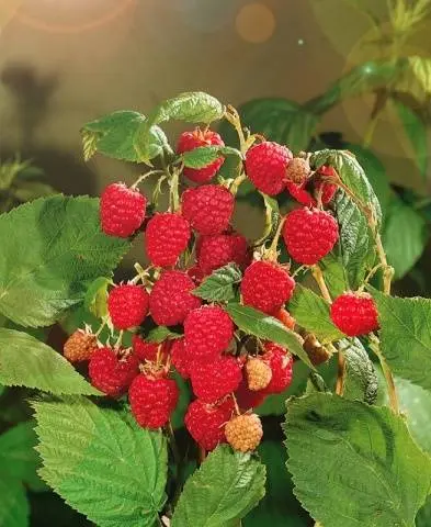 Raspberry Crane