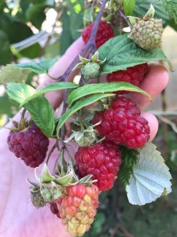 Raspberry Crane