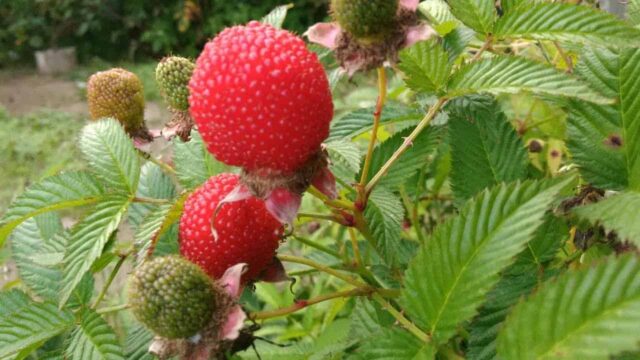 Raspberry crossed with strawberries: what is the name of the hybrid, description