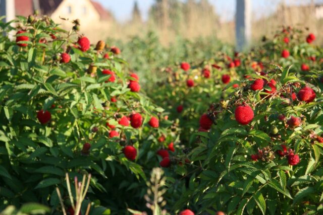 Raspberry crossed with strawberries: what is the name of the hybrid, description