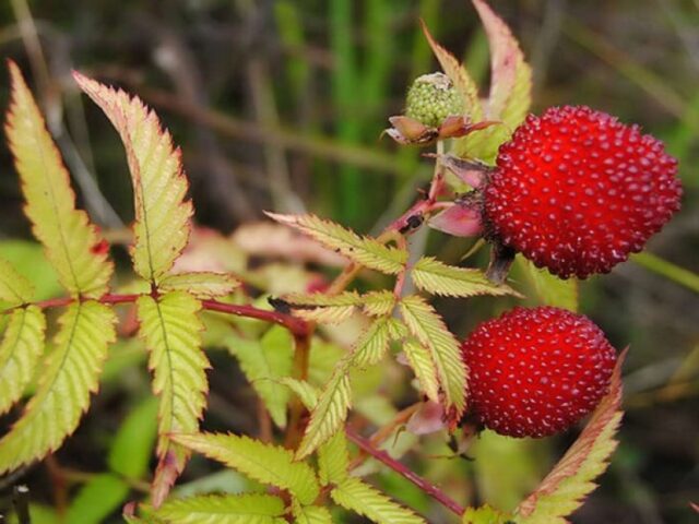 Raspberry crossed with strawberries: what is the name of the hybrid, description