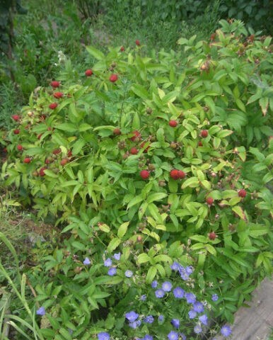 Raspberry crossed with strawberries: what is the name of the hybrid, description