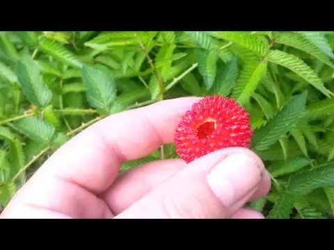 Raspberry crossed with strawberries: what is the name of the hybrid, description