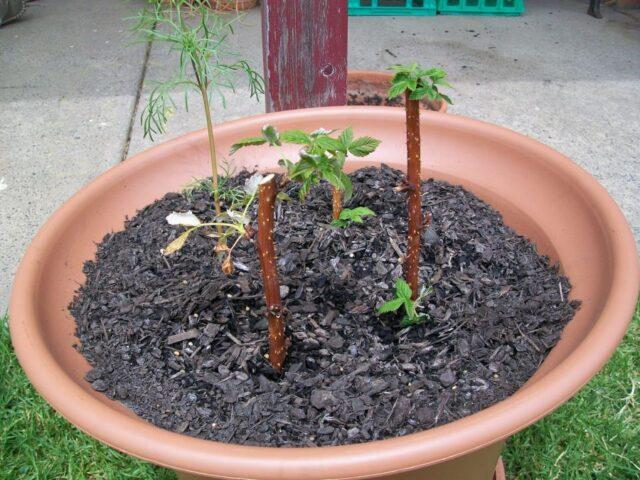 Raspberry cuttings for beginners: spring, autumn, winter, video