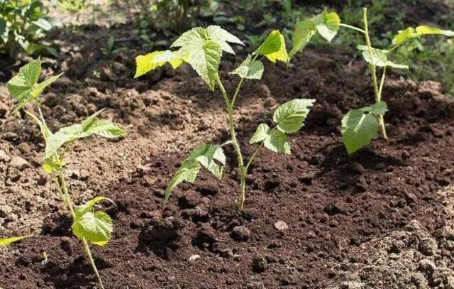 Raspberry cuttings for beginners: spring, autumn, winter, video