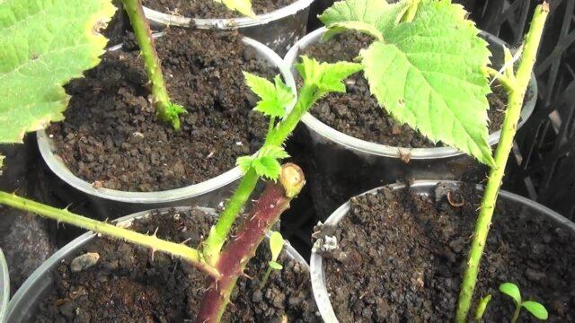 Raspberry cuttings for beginners: spring, autumn, winter, video