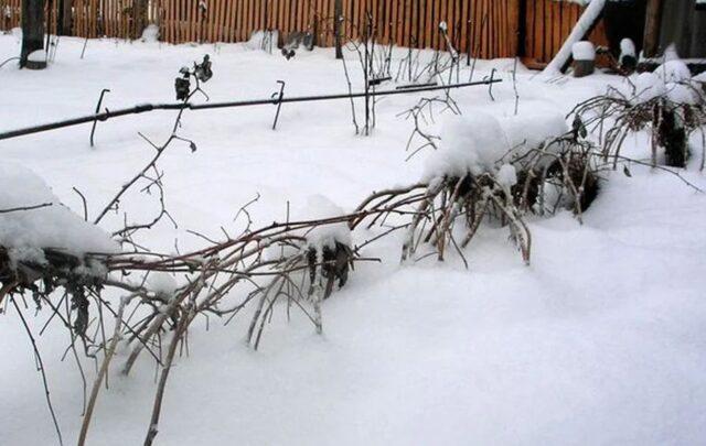 Raspberry cuttings for beginners: spring, autumn, winter, video