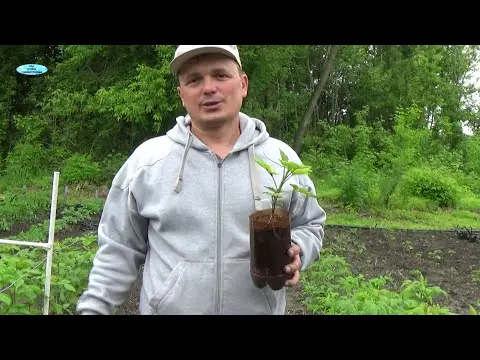 Raspberry cuttings for beginners: spring, autumn, winter, video