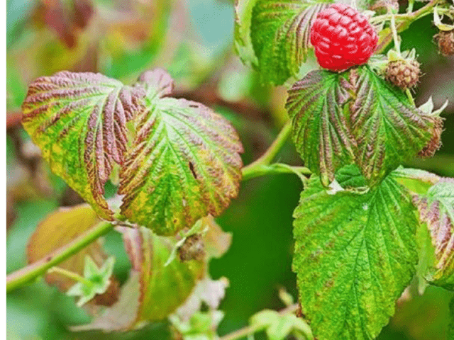 Raspberry didimella (purple spotting): how to treat, in spring, summer, autumn