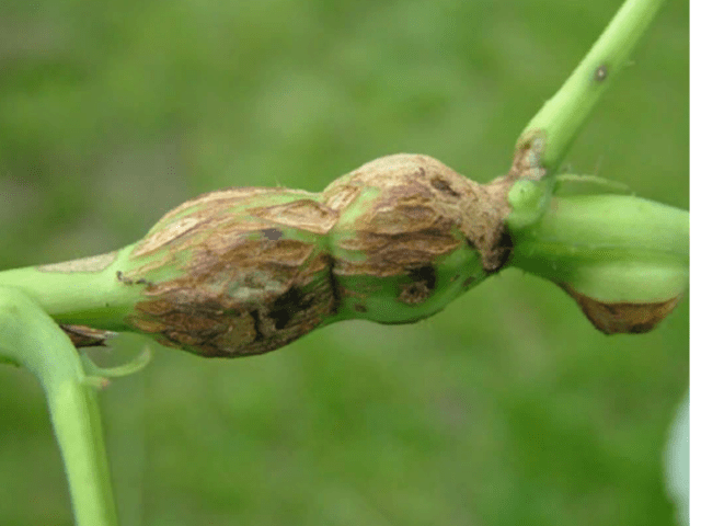 Raspberry didimella (purple spotting): how to treat, in spring, summer, autumn