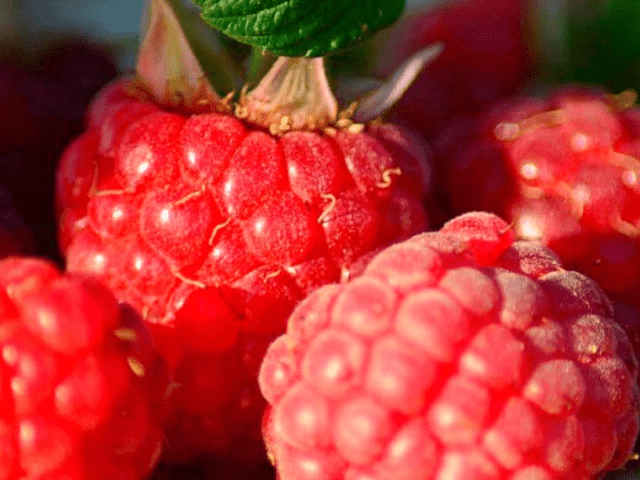 Raspberry didimella (purple spotting): how to treat, in spring, summer, autumn